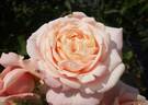 Anna 2014 rose photo
