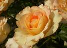 GKS-309 rose photo