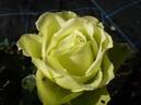 Aoitsuki rose photo