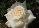 Ländler rose photo