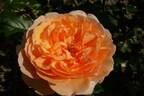 Angelica rose photo