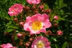 Cherryland rose photo