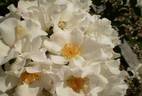GKS-286 rose photo