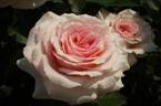 GKS-289 rose photo