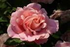 GKS-285 rose photo