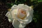 Stockholm ™ rose photo