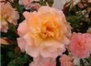 Fammy rose photo