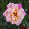 Autumn rose photo