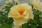 Kinrenpo rose photo