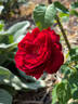 Jean-Pierre Pernaut rose photo