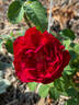 Jean-Pierre Pernaut rose photo