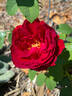 Jean-Pierre Pernaut rose photo