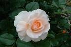 Delight (shrub, Kawai rose photo