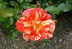 Kirari rose photo