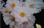 Garasha rose photo