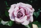 GKS-223 rose photo