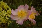 Koharubiyori rose photo