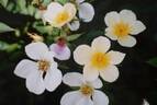 Fairy Wings rose photo