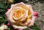 Miramare rose photo