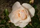 GKS-330 rose photo
