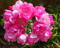 Angela ® rose photo