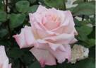 FKS-343 rose photo