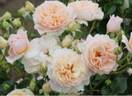 FKS-341 rose photo