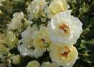 FKS-342 rose photo