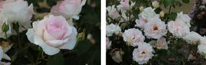 Spring Delight rose photo