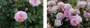 Ciel Yu rose photo