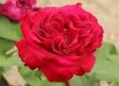 √12 rose photo