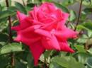 OMOS2102 rose photo