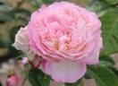 Aube rose photo