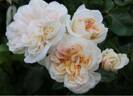 Ariadne rose photo