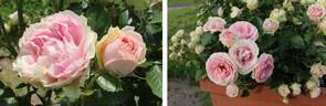 Angel Eyes rose photo