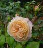 The Albrighton Rambler rose photo