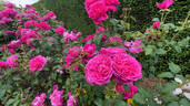 James L. Austin rose photo