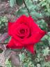 Perfectly Red ™ rose photo