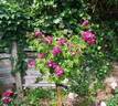 Perennial Blue rose photo