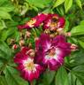 Perennial Blue rose photo