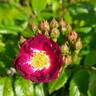 Perennial Blue rose photo