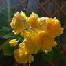 Arthur Bell, Cl. rose photo