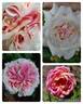 Amazing Day rose photo