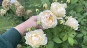 Windermere rose photo