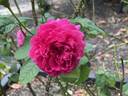 The Dark Lady rose photo