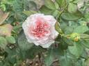 Mariatheresia rose photo