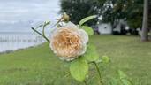 Jayne Austin rose photo