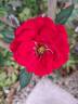 The Times rose photo