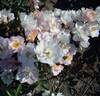 VEL20mitach rose photo
