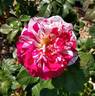 Neil Diamond rose photo